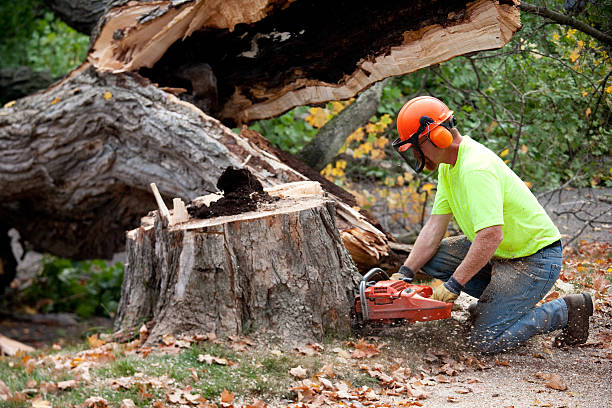 Tree Root Removal in White Hall, AR